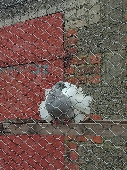 Sprzedam samca pawika