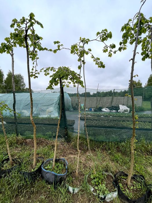 Wiąz 'Camperdownii' Doniczkowany Szczepiony na różnych wysokościach