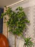 Wysoki kilkudziesięcioletni fikus ficus figowiec Benjamina
