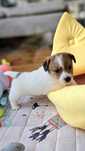 Jack Russell Terrier ZKwP wlos złamany