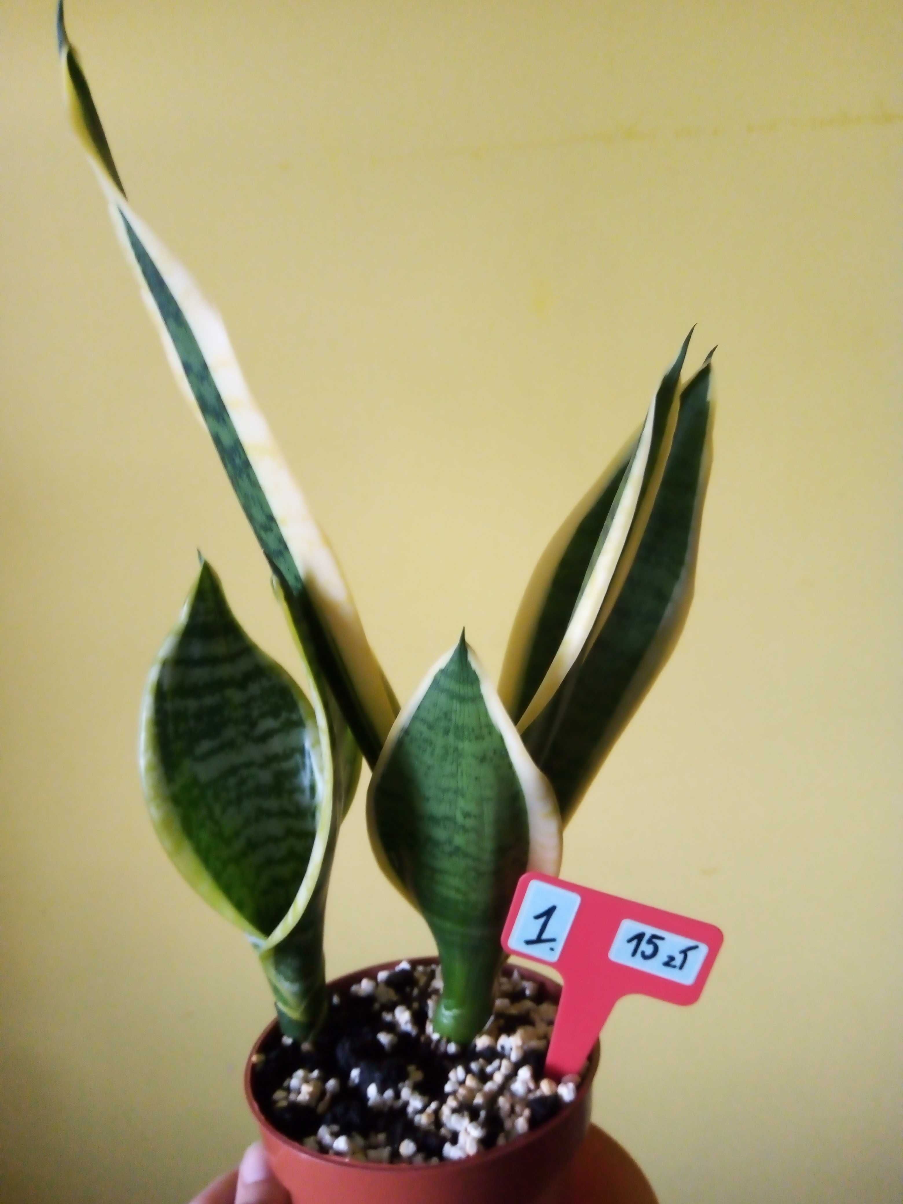 Kwiat Sansevieria Lauretti