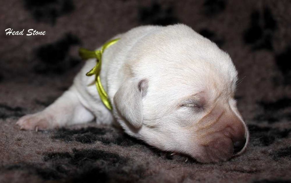 Щенки Лабрадора ретривера