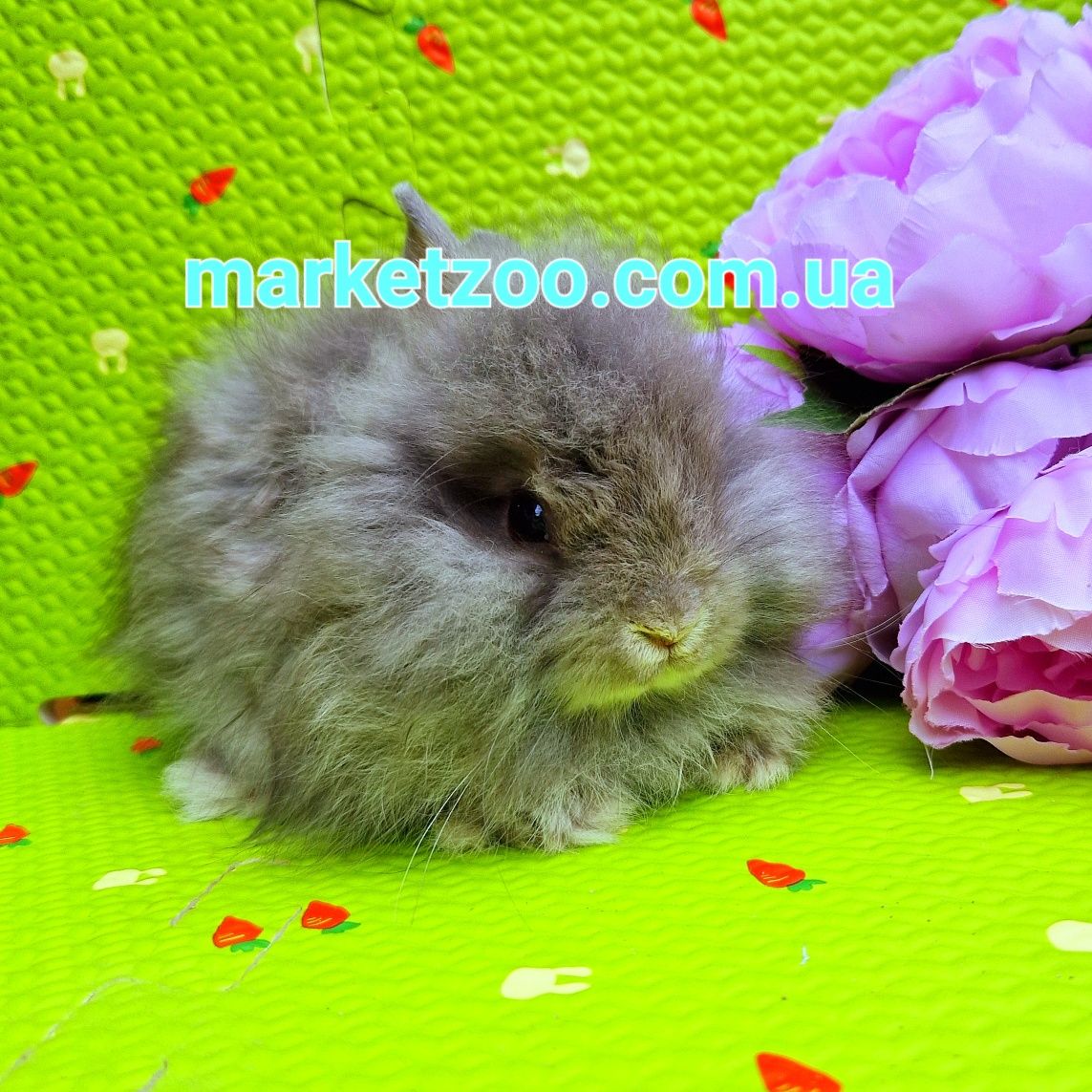 mini angora мини ангора мiнi ангорський кролик карликовые кролики