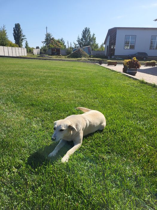Віддамо двох стерилізованих дівчаток