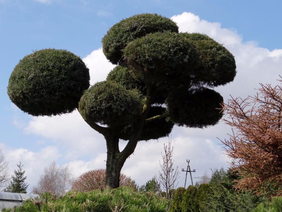 OKAZJA Bonsai ogrodowy a Jałowiec Hetzii 40 lat, 9 kul