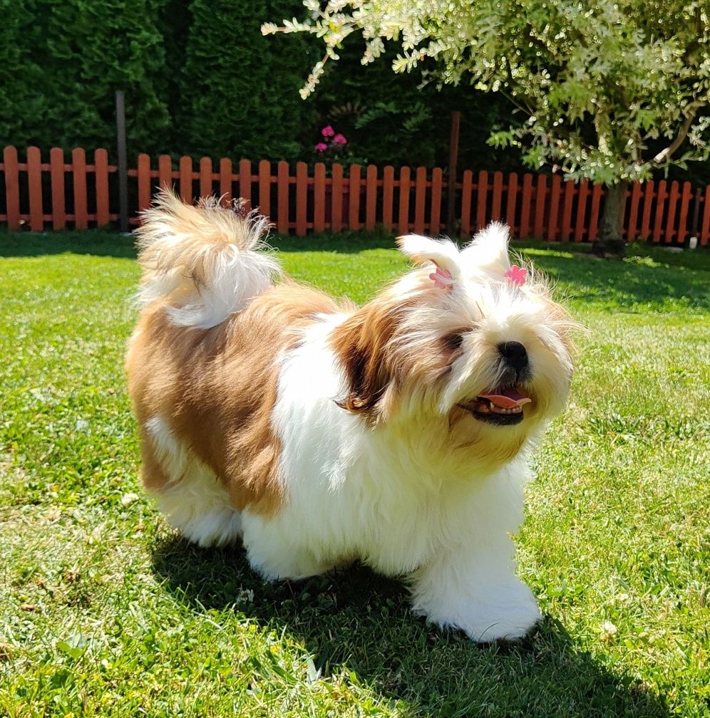 Shih Tzu suczka z metryką ZKwP FCI