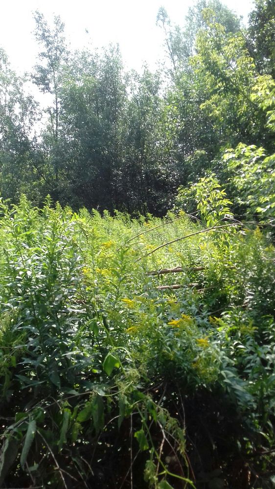 Czyszczenie porządkowanie działek wycinka rębak mielenie gałęzi ogrody