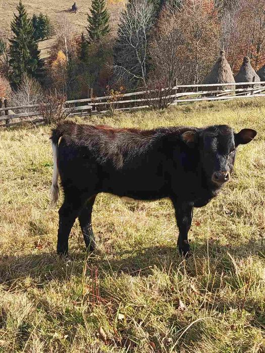 Продається теличка