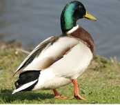 Patos reais para venda