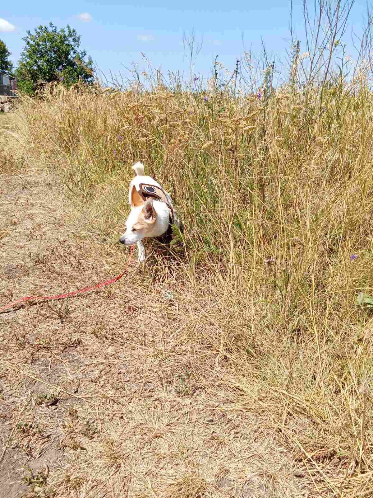 Чихуахуа зв'язка уже розв'язаний сума 1000 гривень