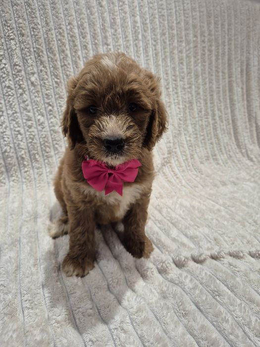 Goldendoodle f1 standard red&white