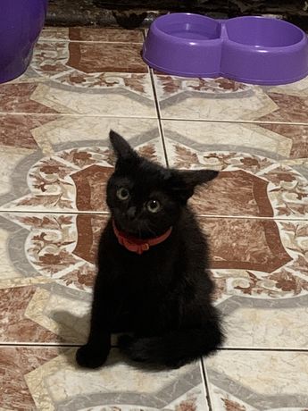 Кошенятко чорне