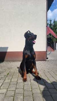 Doberman oddam w dobre ręce