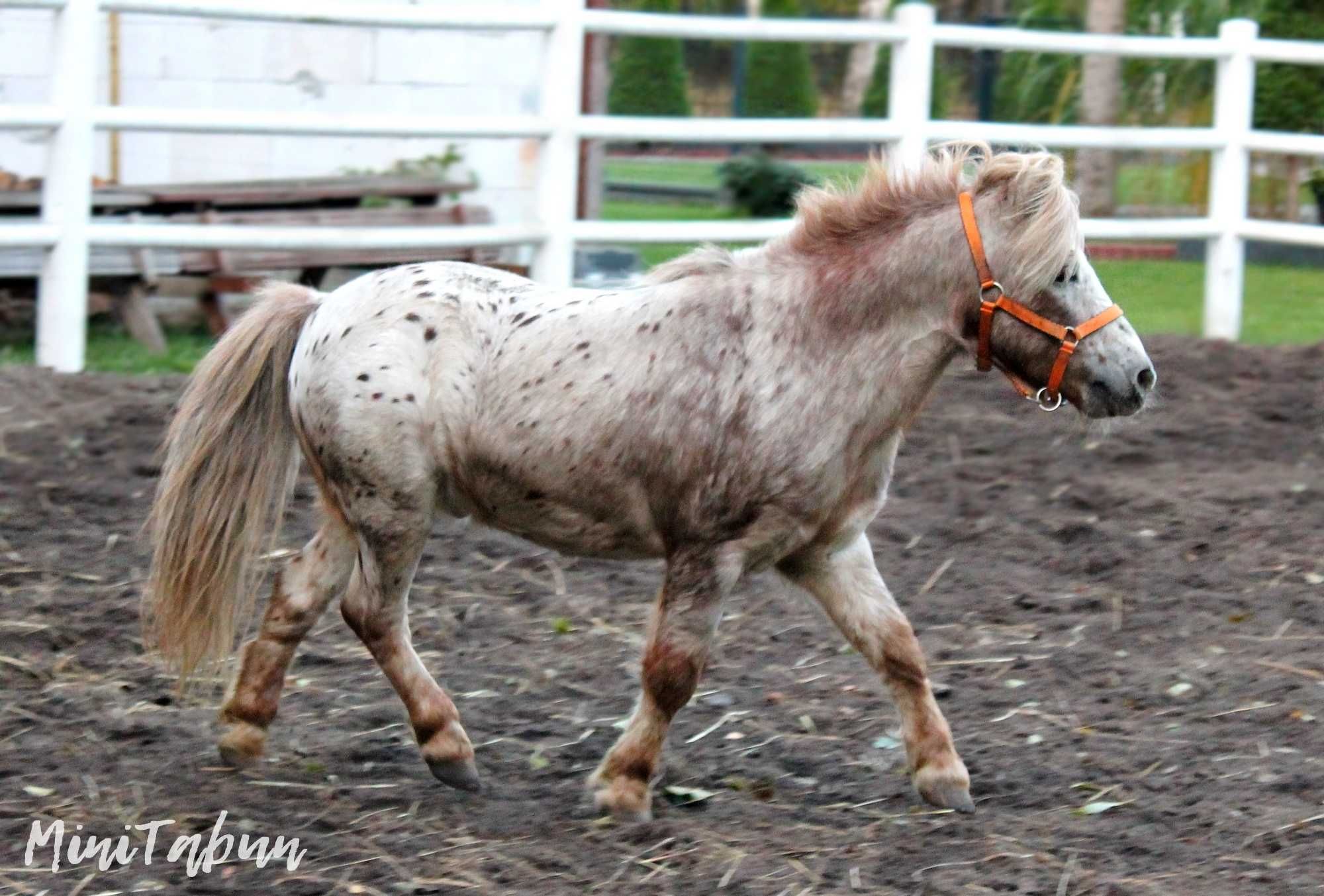 Stanówka kuc miniaturowy appaloosa 88 cm, licencja PZHK