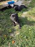 Suczka American Pit Bull terrier
