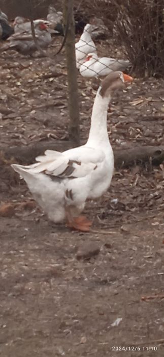 Гуси холмогори . Молоді 2024 рік.