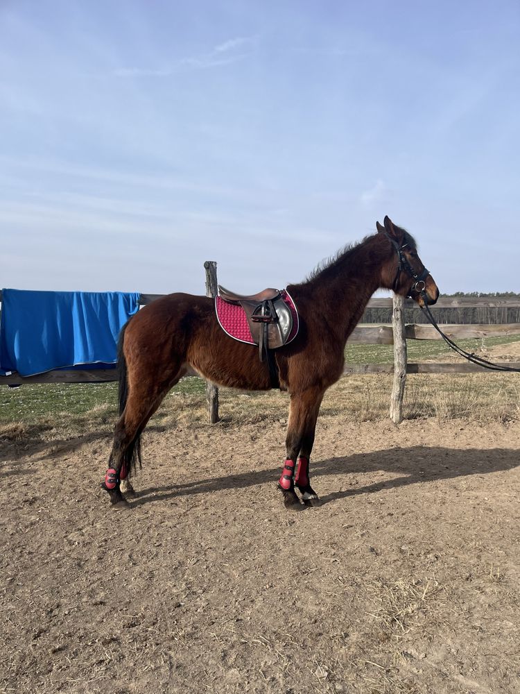 Klacz SP 4 lata 173cm