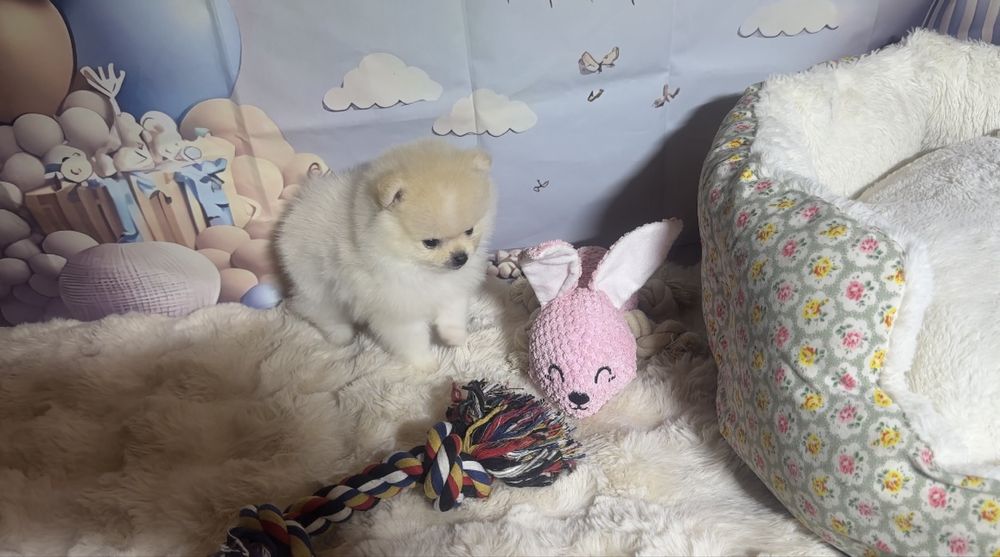 Pomeranian dziewczynka mini