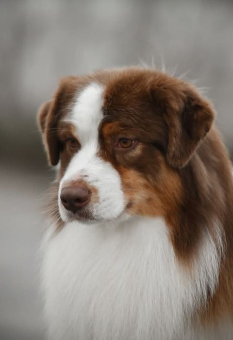 Цуценята Австралійської вівчарки (ауссі)