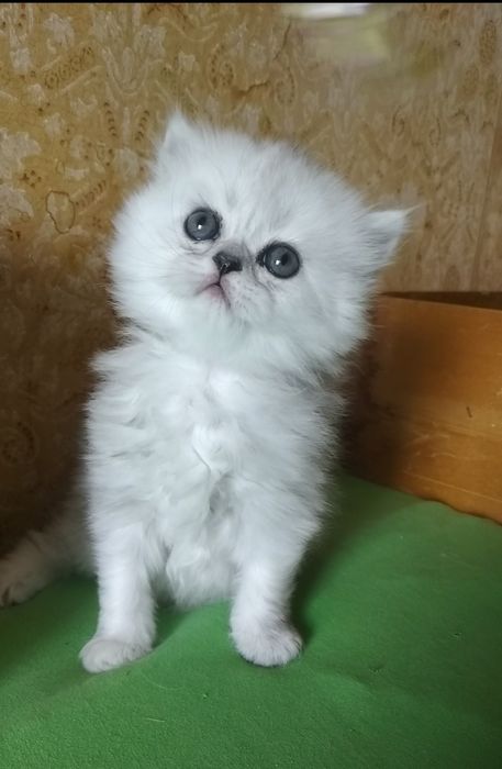 Котёнок серебристой шиншиллы ns11 белый пепельный