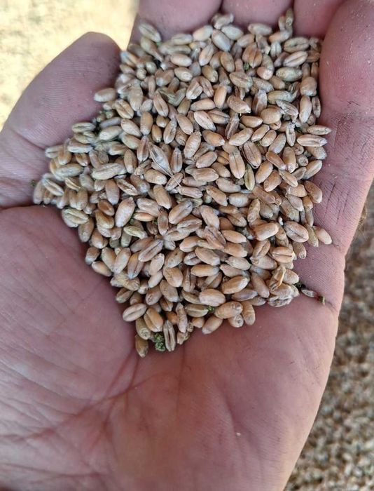 Sprzedam pszenicę tegoroczną