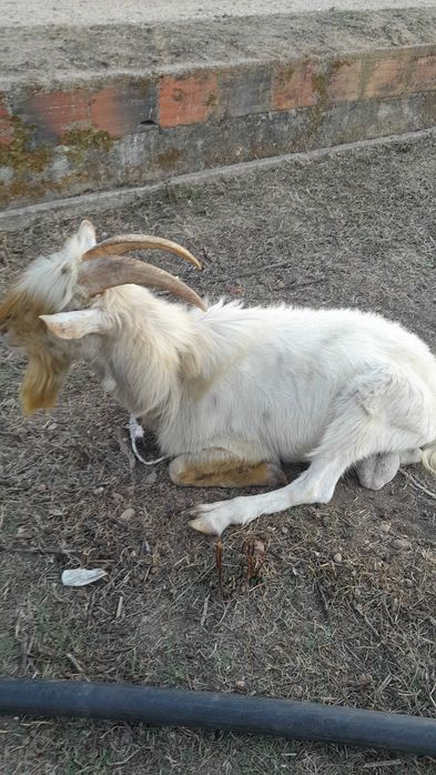 Casal de cabras novas