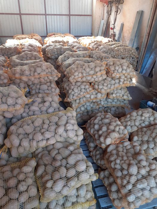 Ziemniaki vineta i belaroza