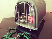 Caixa para transporte de animais + extras