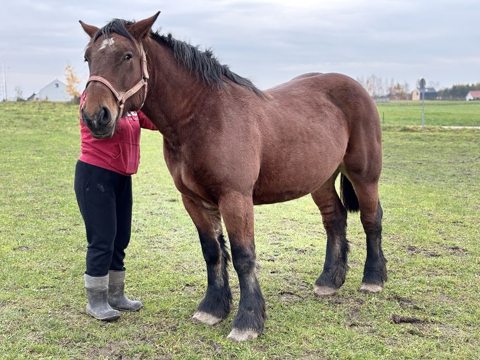Sprzedam klacz źrebna