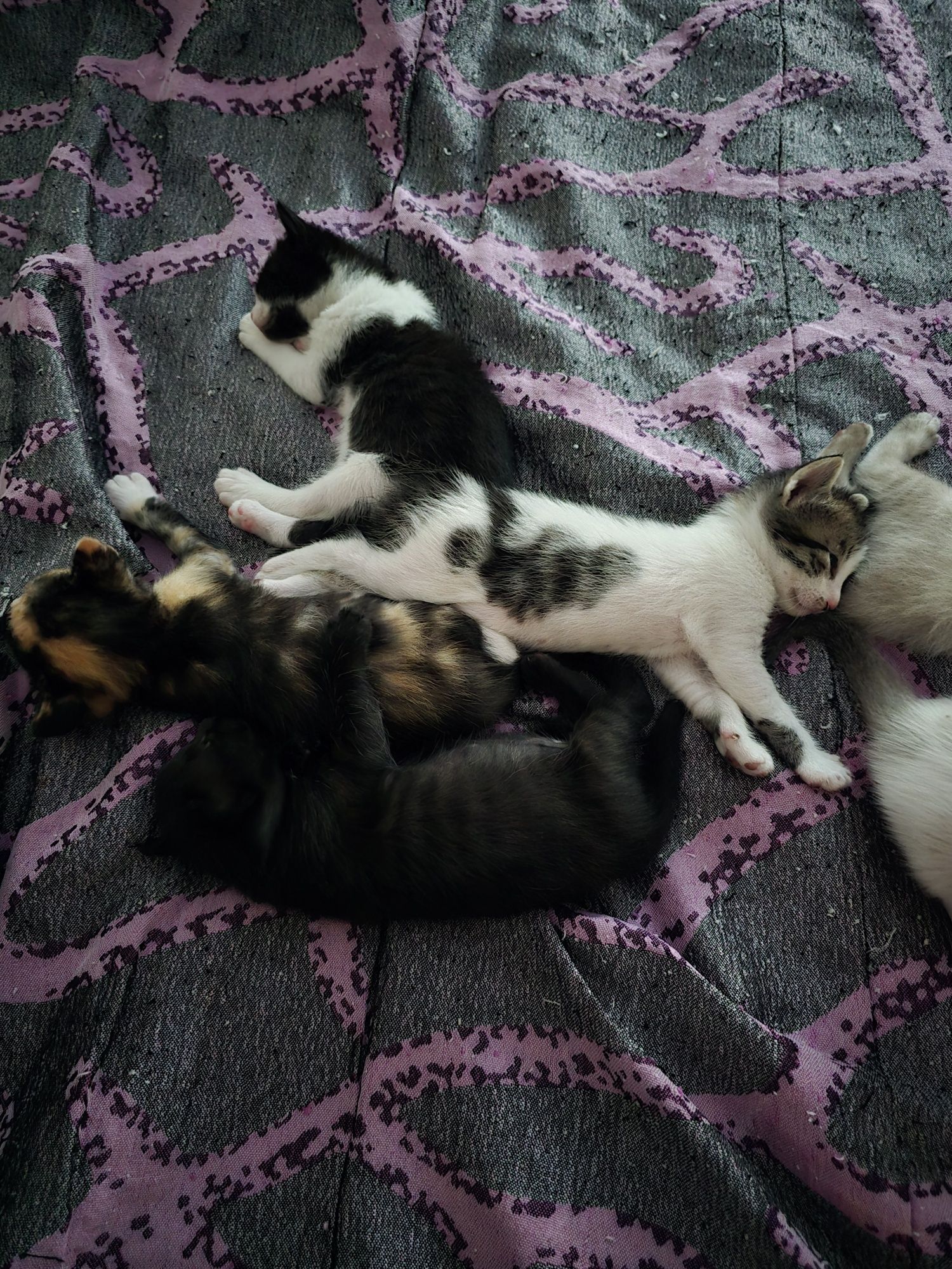 Gatos bebés para adoção responsável