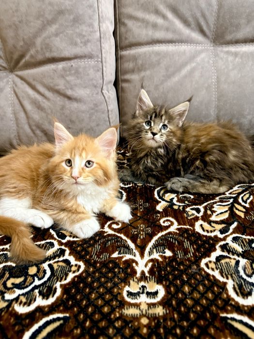 Мейн Кун дівчата є Документи WCF