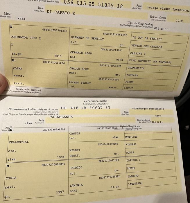 Carmel Macchiato Di Caprio Z