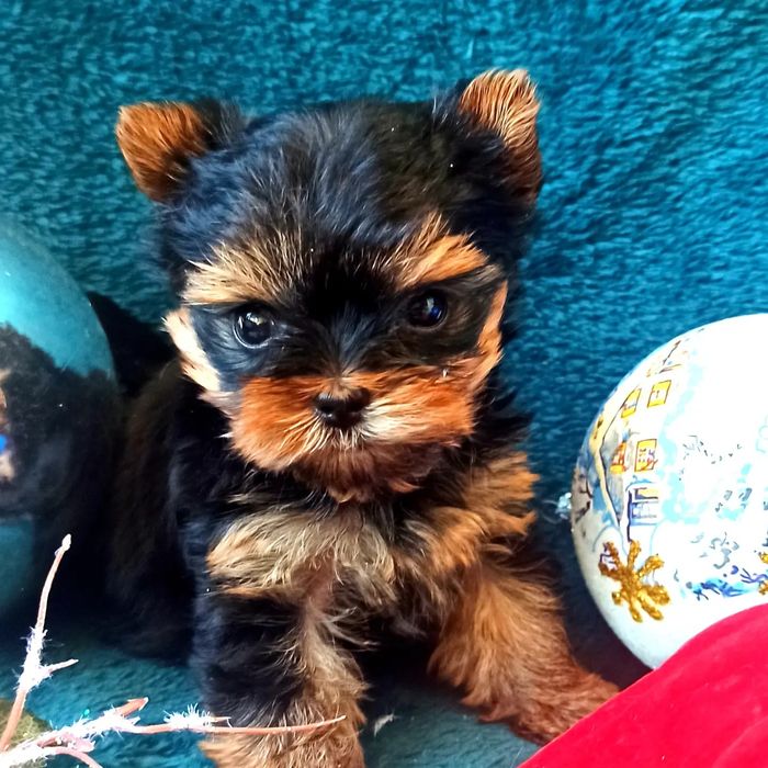 йоркширский терьер