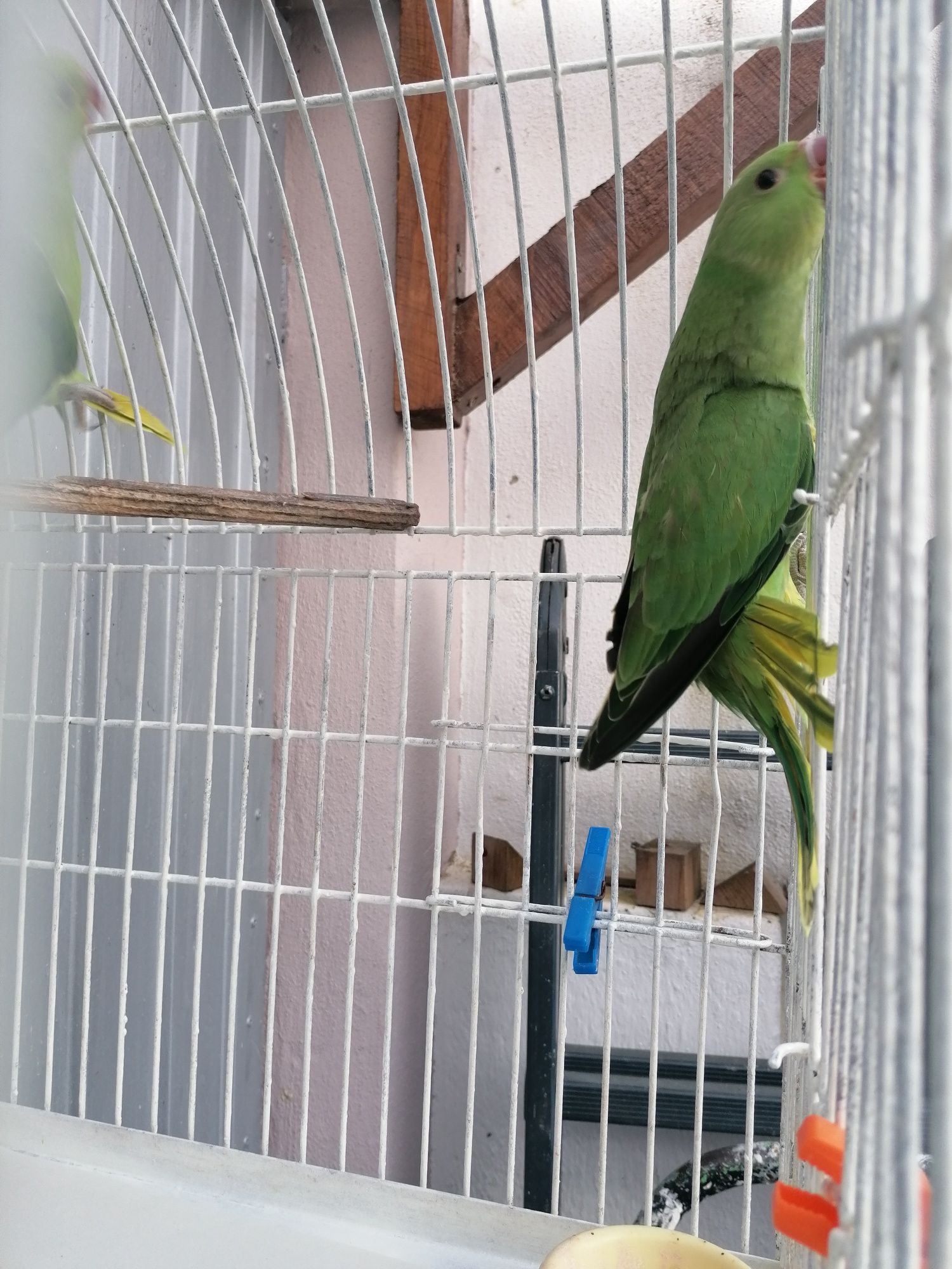 Ringneck Juvenis (Moita)