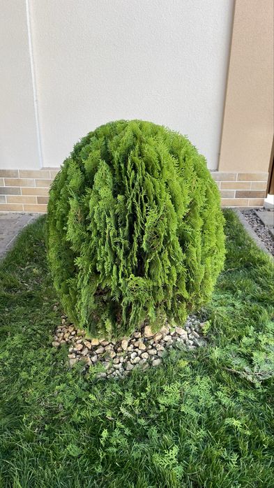 Стрижка туй, кустарников Одесса