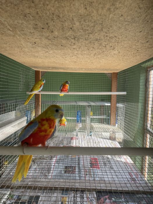 Neophemas Turquoisines