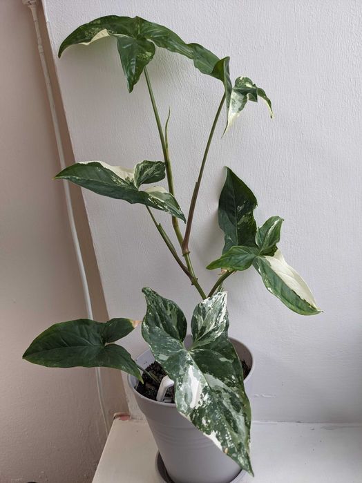 Сингоніум варієгатний або ж імперіал вайт