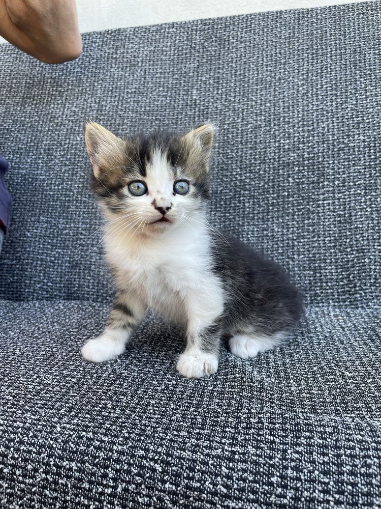 Котики шукають родину