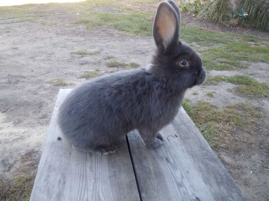 Wiedeński samiec samica