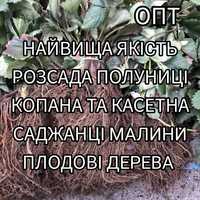 Опт Розсада Полуниці Саджанці Малина Плодові дерева Саженцы Клубники