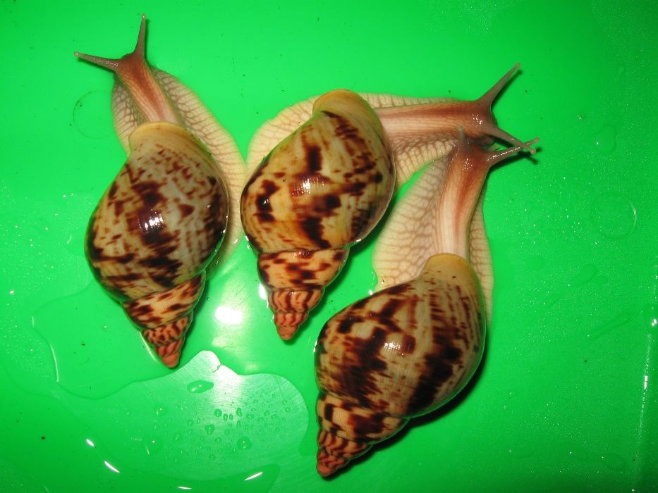 Улитки Сухопутные Ахатины Дети АльборетикиМарт2024 по 60 грн