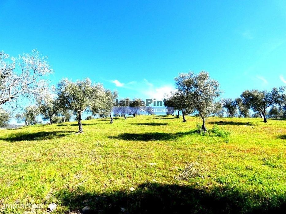 Propriedade 170.000m2, com olival, vinha e terreno p/ novas plantaç...