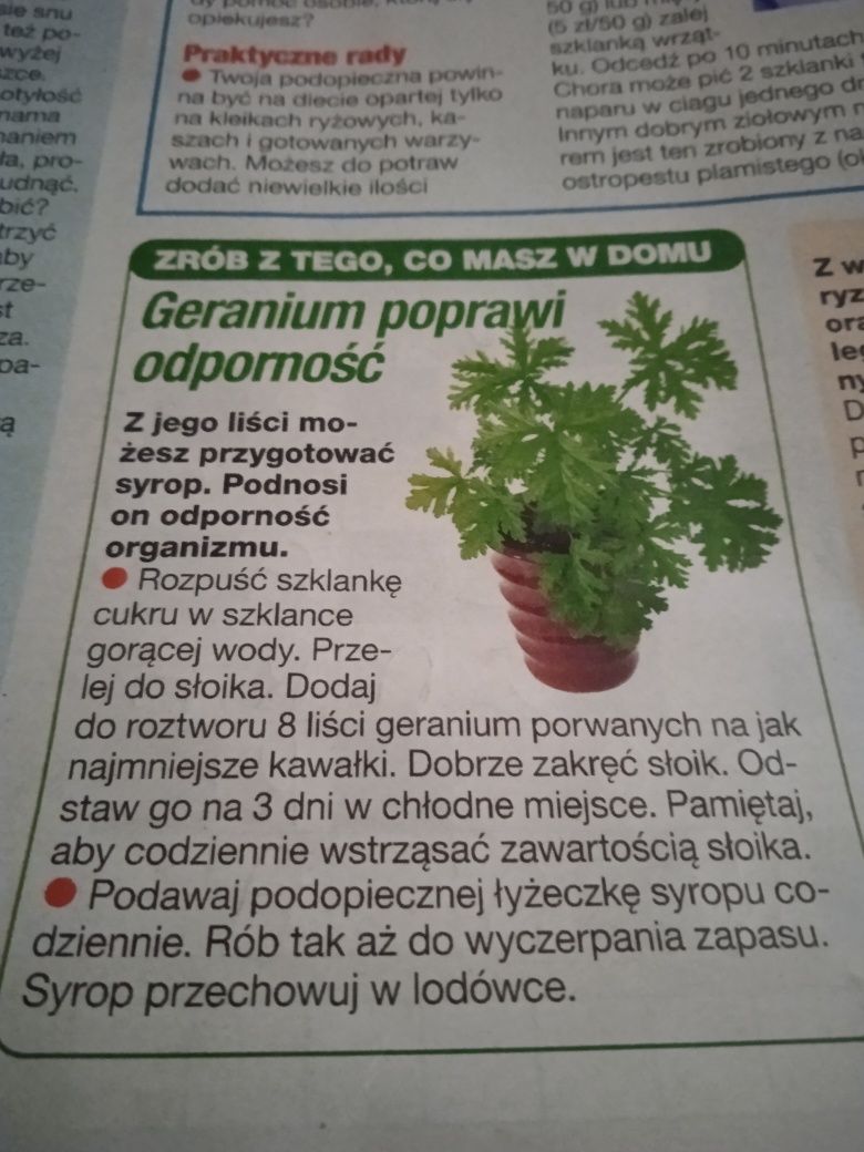 Geranium 1 sztuka 20 zl