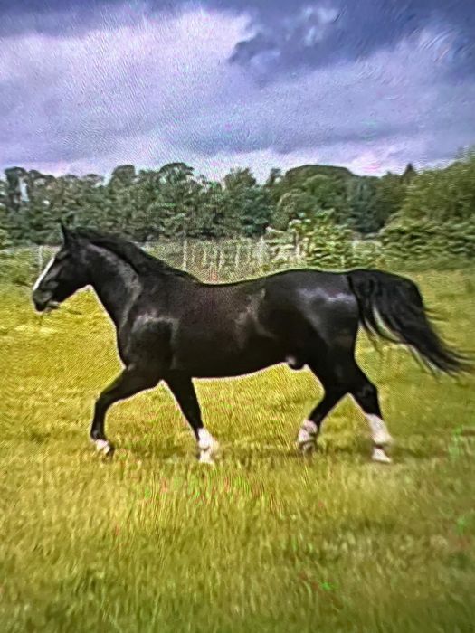 Koń Śląski wałach