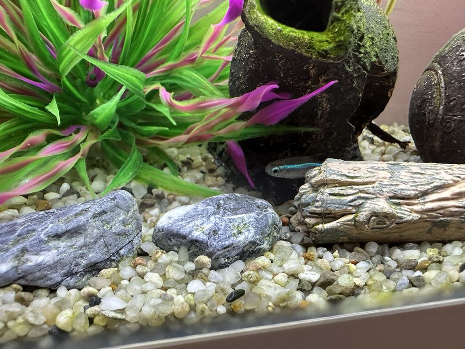 Akwarium wraz z zawaroscią