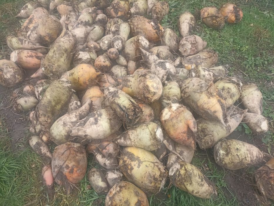 Sprzedam buraki pastewne