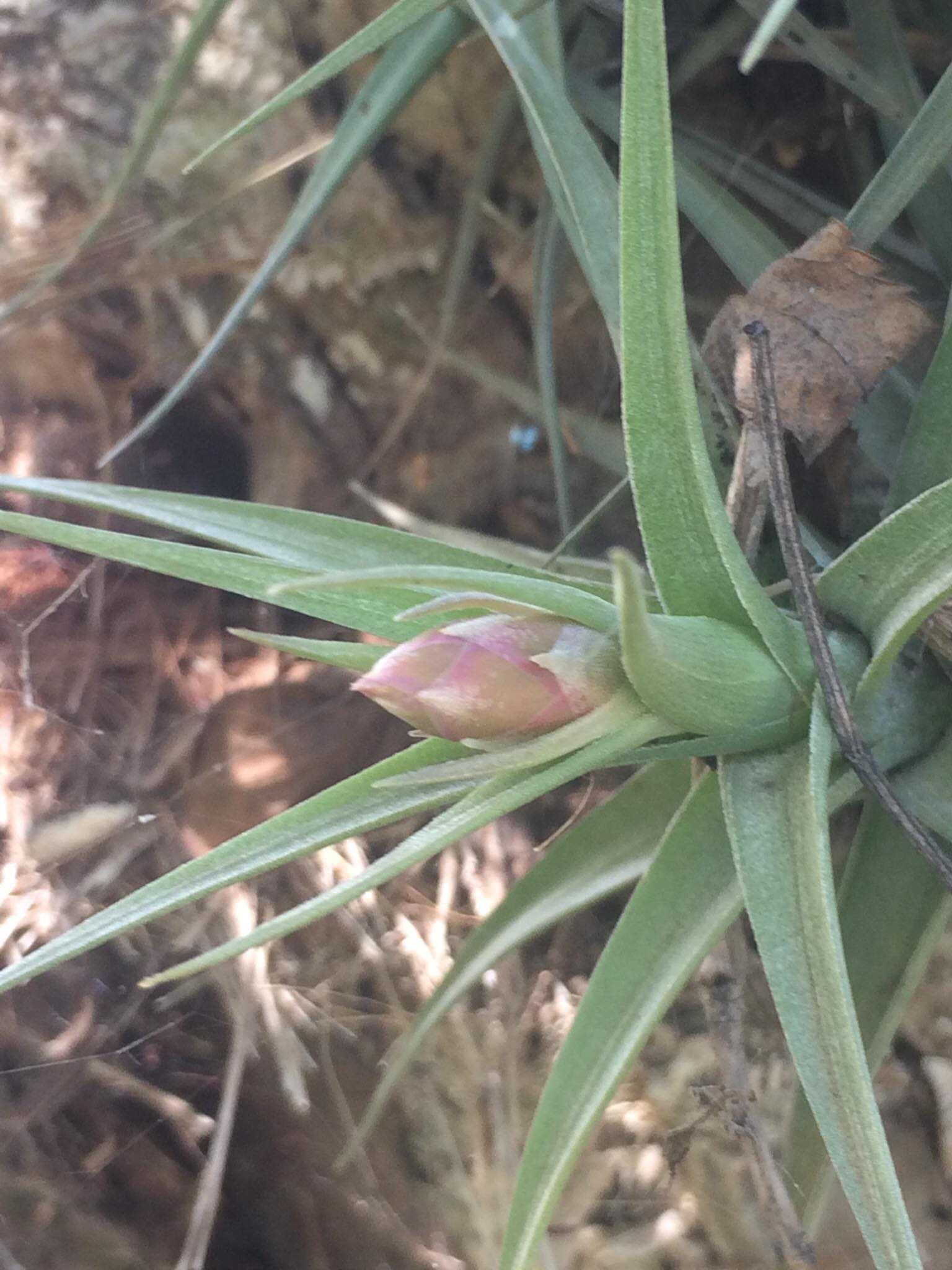 Plantas aéreas Tillandsia Bergeri