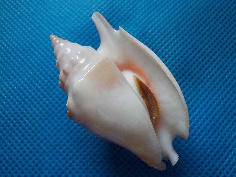 Muszle morskie- Strombus bulla