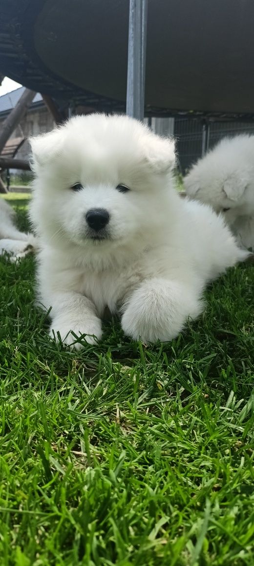 Samoyed gotowy do odbioru