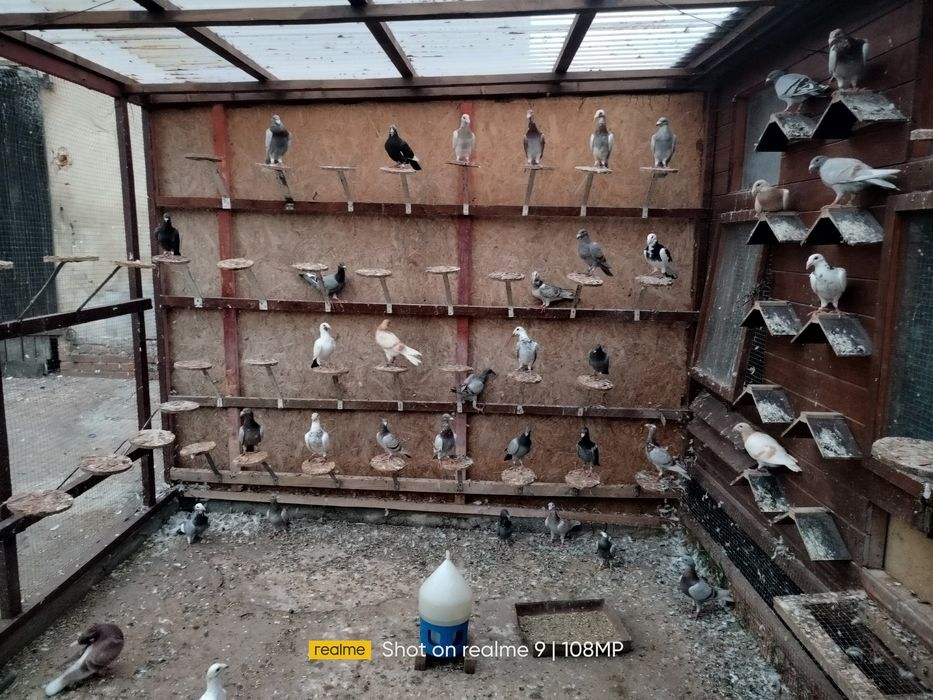 Gołębie rzeszowskie